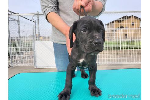 成約済の愛知県のその他の犬種-175081の1枚目